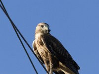 Buteo rufinus 2, Arendbuizerd, Saxifraga-Mark Zekhuis