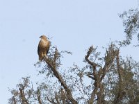 Buteo rufinus 3, Arendbuizerd, Saxifraga-Mark Zekhuis