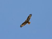 Buteo rufinus 4, Arendbuizerd, Saxifraga-Dirk Hilbers