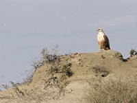 Buteo rufinus 5, Arendbuizerd, Saxifraga-Mark Zekhuis