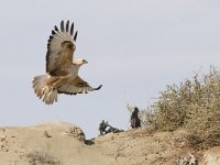 Buteo rufinus 6, Arendbuizerd, Saxifraga-Mark Zekhuis