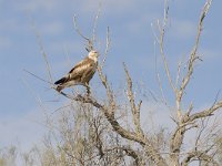 Buteo rufinus 7, Arendbuizerd, Saxifraga-Mark Zekhuis