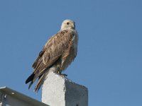 Buteo rufinus 8, Arendbuizerd, Saxifraga-Mark Zekhuis