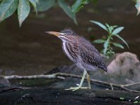 Butorides virescens 3, Groene reiger, Saxifraga-Bart Vastenhouw