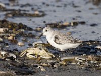 Calidris alba 10, Drieteenstrandloper, Saxifraga-Arie de Knijff