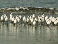 Calidris alba 11, Drieteenstrandloper, Saxifraga-Piet Munsterman