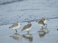 Calidris alba 12, Drieteenstrandloper, winter plumage, Saxifraga-Jan van der Straaten