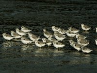 Calidris alba 13, Drieteenstrandloper, Saxifraga-Piet Munsterman