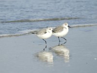 Calidris alba 14, Drieteenstrandloper, winter plumage, Saxifraga-Jan van der Straaten