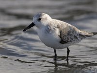 Calidris alba 16, Drieteenstrandloper, Saxifraga-Mark Zekhuis