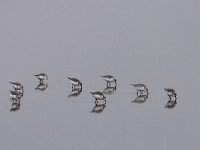 Calidris alba 17, Drieteenstrandloper, Saxifraga-Mark Zekhuis