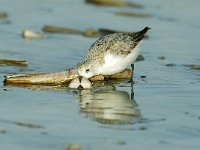 Calidris alba 19, Drieteenstrandloper, Saxifraga-Piet Munsterman