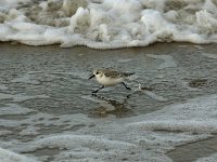 Calidris alba 2, Drieteenstrandloper, Saxifraga-Piet Munsterman