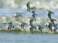 Calidris alba 20, Drieteenstrandloper, Saxifraga-Piet Munsterman