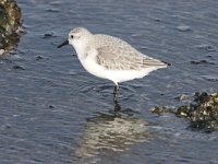 Calidris alba 22, Drieteenstrandloper, Saxifraga-Willem Jan Hoeffnagel