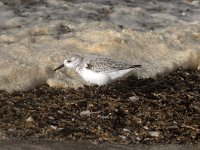 Calidris alba 23, Drieteenstrandloper, Saxifraga-Piet Munsterman