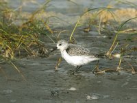 Calidris alba 24, Drieteenstrandloper, Saxifraga-Piet Munsterman