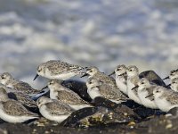 Calidris alba 26, Drieteenstrandloper, Saxifraga-Rik Kruit