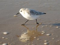 Calidris alba 27, Drieteenstrandloper, Saxifraga-Piet Munsterman