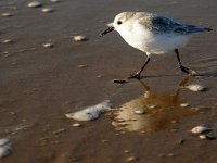 Calidris alba 28, Drieteenstrandloper, Saxifraga-Piet Munsterman