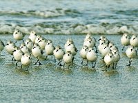 Calidris alba 29, Drieteenstrandloper, Saxifraga-Piet Munsterman