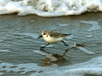 Calidris alba 3, Drieteenstrandloper, Saxifraga-Piet Munsterman