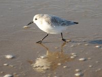 Calidris alba 30, Drieteenstrandloper, Saxifraga-Piet Munsterman