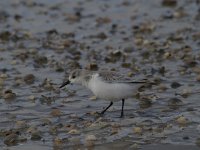 Calidris alba 31, Drieteenstrandloper, Saxifraga-Jan Nijendijk