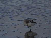 Calidris alba 32, Drieteenstrandloper, Saxifraga-Jan Nijendijk