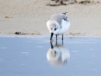 Calidris alba 35, Drieteenstrandloper, Saxifraga-Bart Vastenhouw