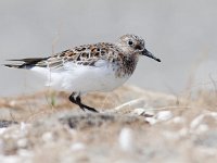 Calidris alba 35, Drieteenstrandloper, Saxifraga-Mark Zekhuis