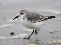 Calidris alba 36, Drieteenstrandloper, Saxifraga-Bart Vastenhouw