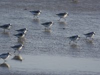 Calidris alba 37, Drieteenstrandloper, Saxifraga-Bart Vastenhouw