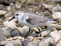 Calidris alba 37, Drieteenstrandloper, Saxifraga-Tom Heijnen