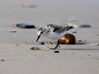 Calidris alba 39, Drieteenstrandloper, Saxifraga-Bart Vastenhouw