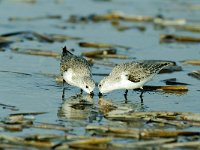 Calidris alba 4, Drieteenstrandloper, Saxifraga-Piet Munsterman