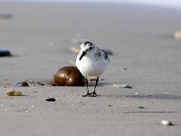 Calidris alba 40, Drieteenstrandloper, Saxifraga-Bart Vastenhouw