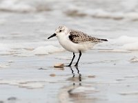 Calidris alba 44, Drieteenstrandloper, Saxifraga-Bart Vastenhouw