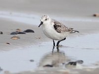 Calidris alba 46, Drieteenstrandloper, Saxifraga-Bart Vastenhouw