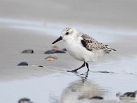 Calidris alba 47, Drieteenstrandloper, Saxifraga-Bart Vastenhouw