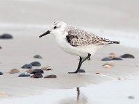 Calidris alba 48, Drieteenstrandloper, Saxifraga-Bart Vastenhouw