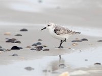 Calidris alba 49, Drieteenstrandloper, Saxifraga-Bart Vastenhouw