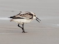 Calidris alba 52, Drieteenstrandloper, Saxifraga-Bart Vastenhouw