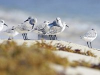 Calidris alba 60, Drieteenstrandloper, Saxifraga-Tom Heijnen