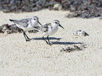 Calidris alba 61, Drieteenstrandloper, Saxifraga-Tom Heijnen