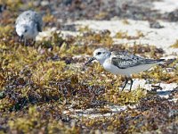 Calidris alba 62, Drieteenstrandloper, Saxifraga-Tom Heijnen