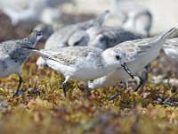 Calidris alba 64, Drieteenstrandloper, Saxifraga-Tom Heijnen