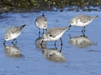 Calidris alba 69, Drieteenstrandloper, Saxifraga-Tom Heijnen