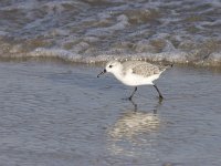 Calidris alba 7, Drieteenstrandloper, Saxifraga-Arie de Knijff