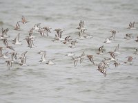 Calidris alba 75, Drieteenstrandloper, Saxifraga-Tom Heijnen